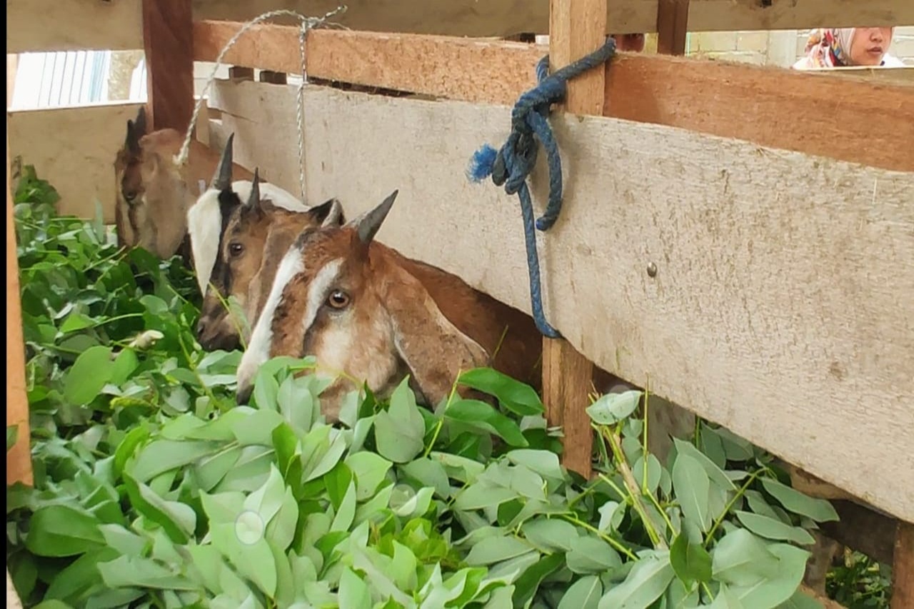 Ternak Kambing Milik Disabilitas Intelektual di Parigi Berkembang