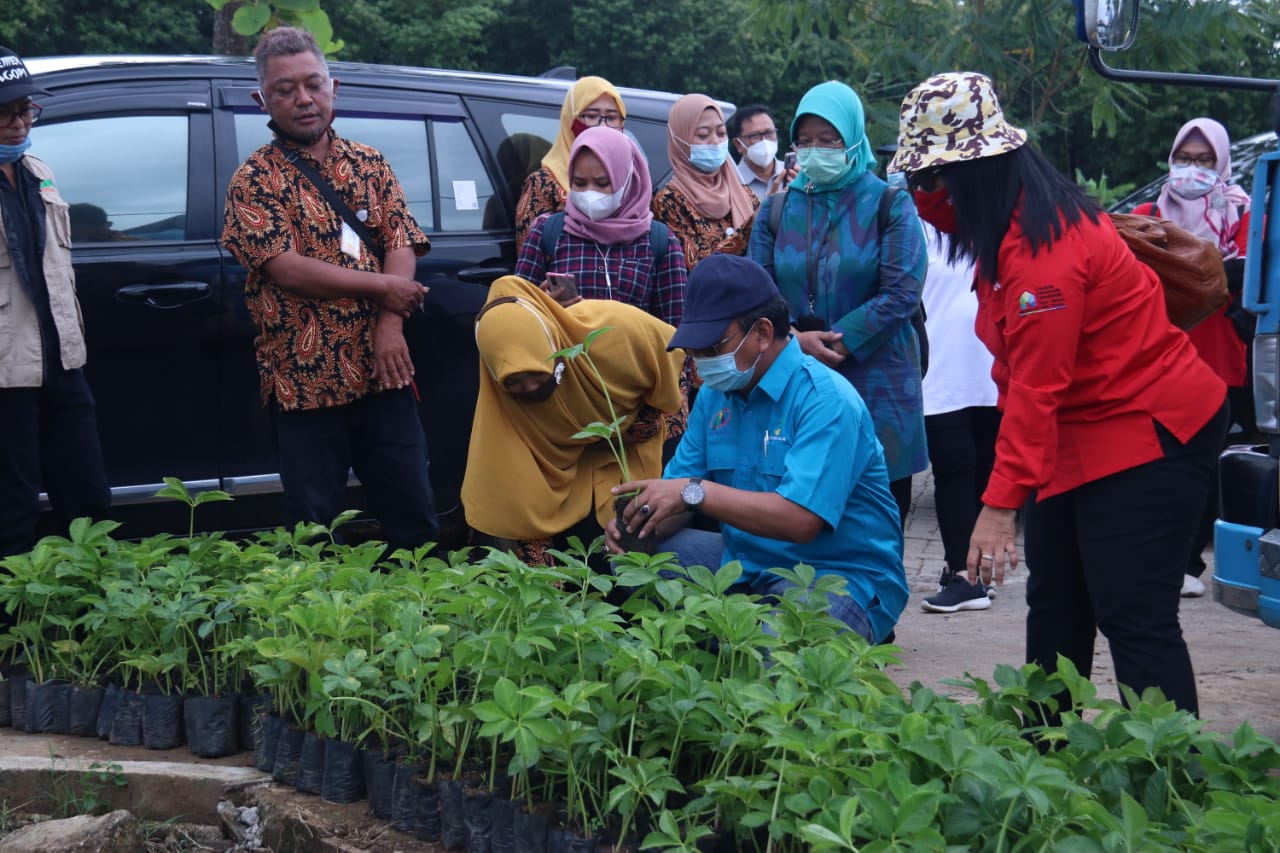 Budidaya Tanaman Porang, Terapi dan Investasi bagi Warga Terlantar