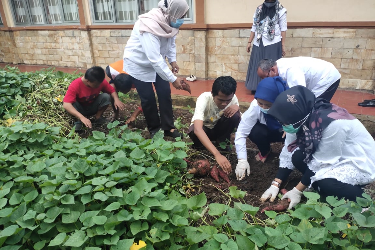 Wujudkan Ketahanan Pangan, PM di Balai Disabilitas "Ciungwanara" Panen Ubi Jalar