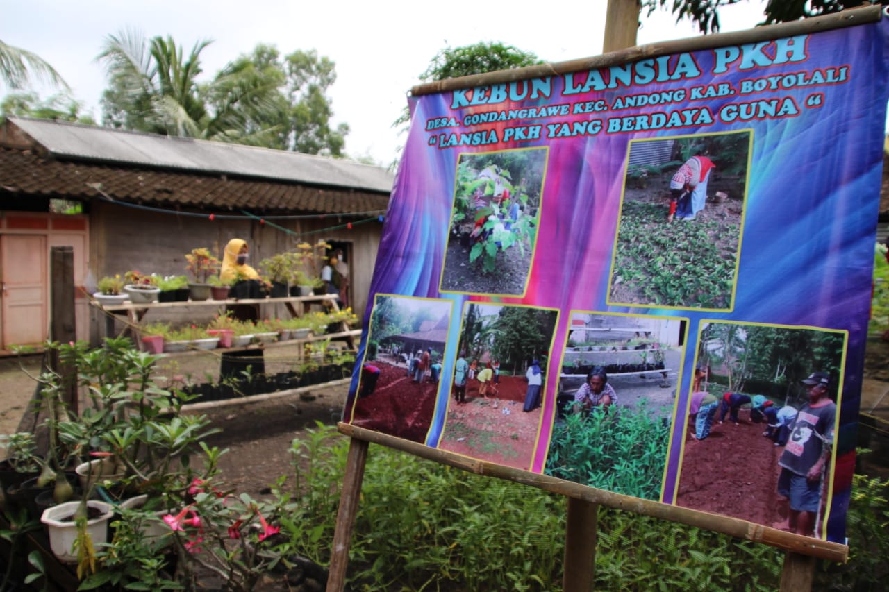 PKH Berdayakan KPM Lansia Lewat Budidaya Kebun