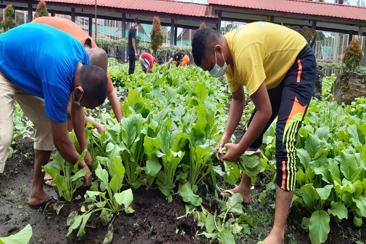 520 Kg Sawi Manis Produksi PM Balai Residen "Insyaf" Medan Laris Terjual