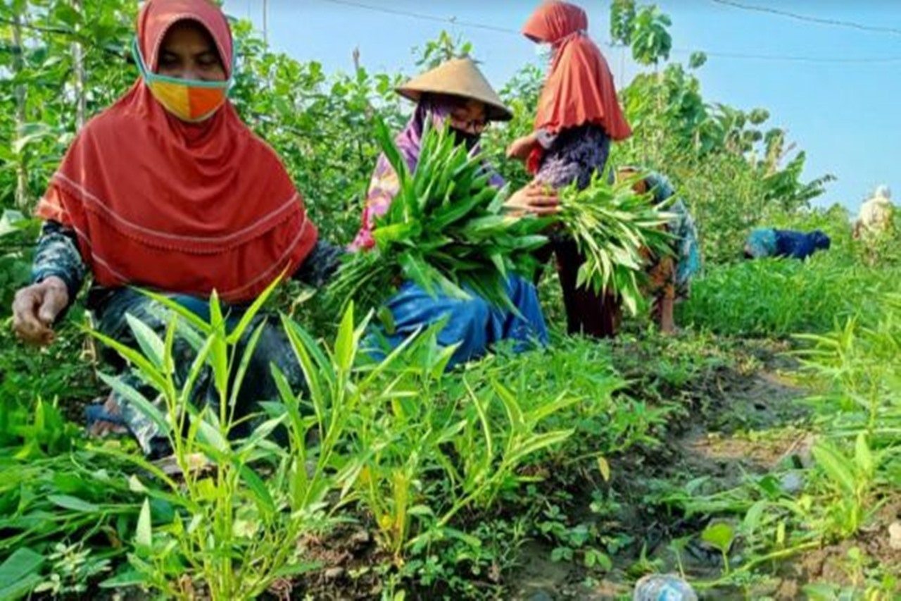 Meski Pandemi, Kebun PKH Lansia Sukses Wujudkan Ketahanan Pangan