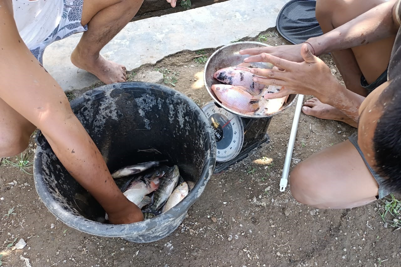 Penerima Manfaat Balai "Paramita" Panen dan Olah Masakan Ikan Nila