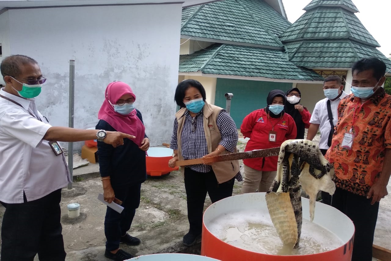 Potensi Kulit Buaya Berlimpah, Kemensos Gelar Bimbingan Keterampilan Penyamakan Kulit Buaya