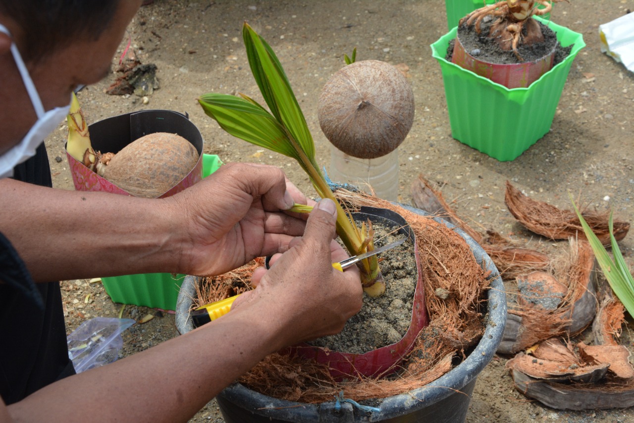 Pelatihan Pembuatan Bonsai Kelapa bersama Penyintas Aholeang dan Rui