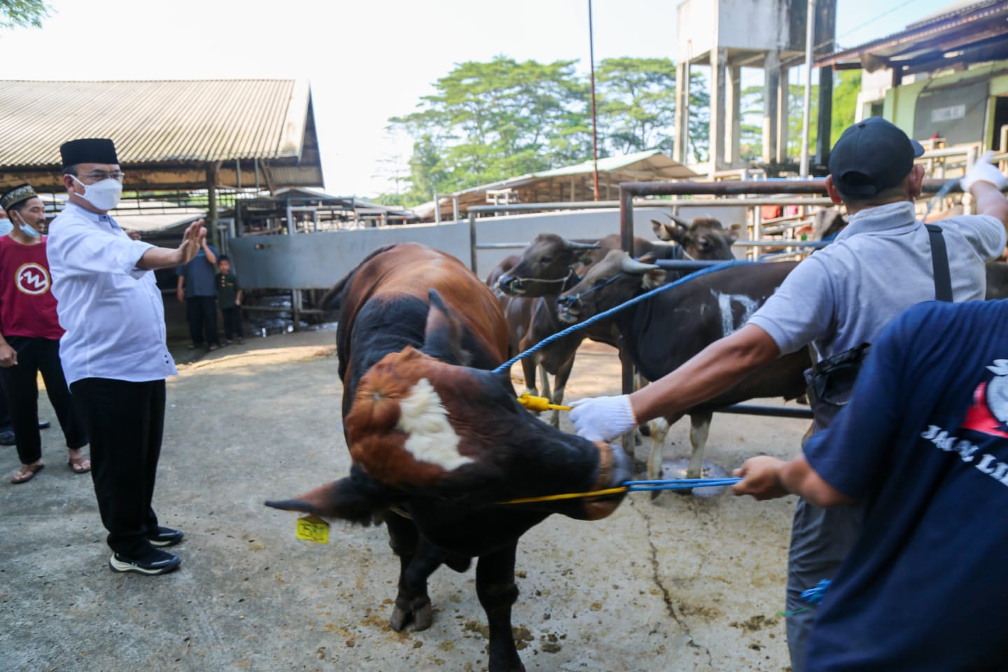 Penyembelihan Hewan Kurban Kemensos di Depok