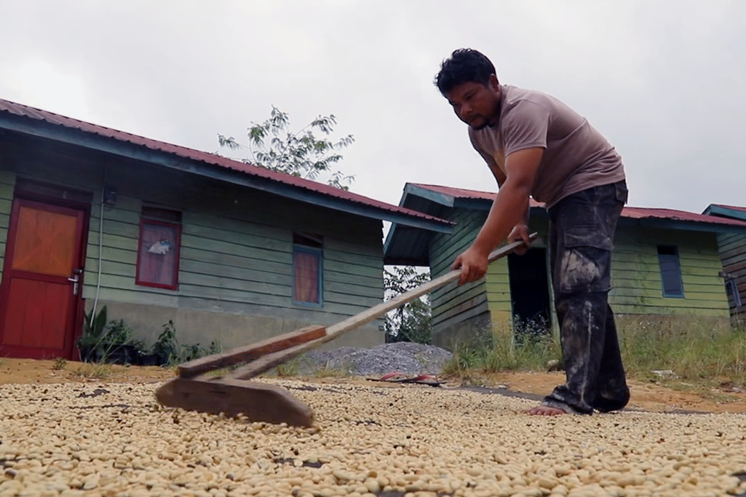 Pemberdayaan Kopi Arabika KAT41 Dataran Tinggi Tanah Gayo