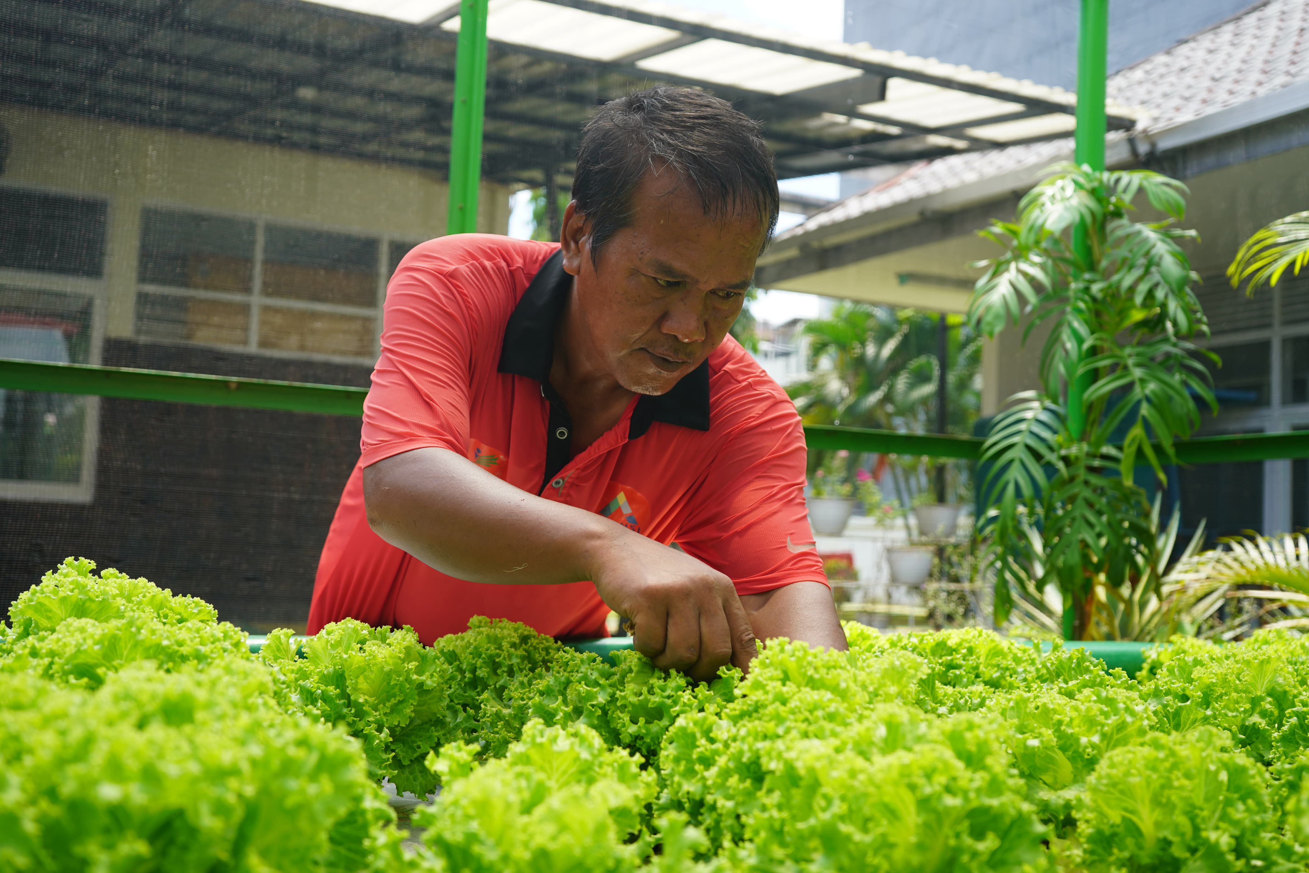 Melatih ODGJ Mandiri dengan Berkebun