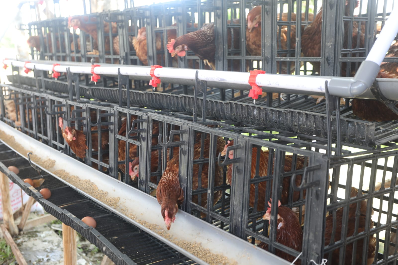 Mensos Risma Berdayakan Masyarakat Melalui Ternak Ayam Petelur